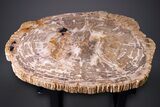 Gorgeous Indonesian Petrified Wood Table - Excellent Wood Detail #264872-3